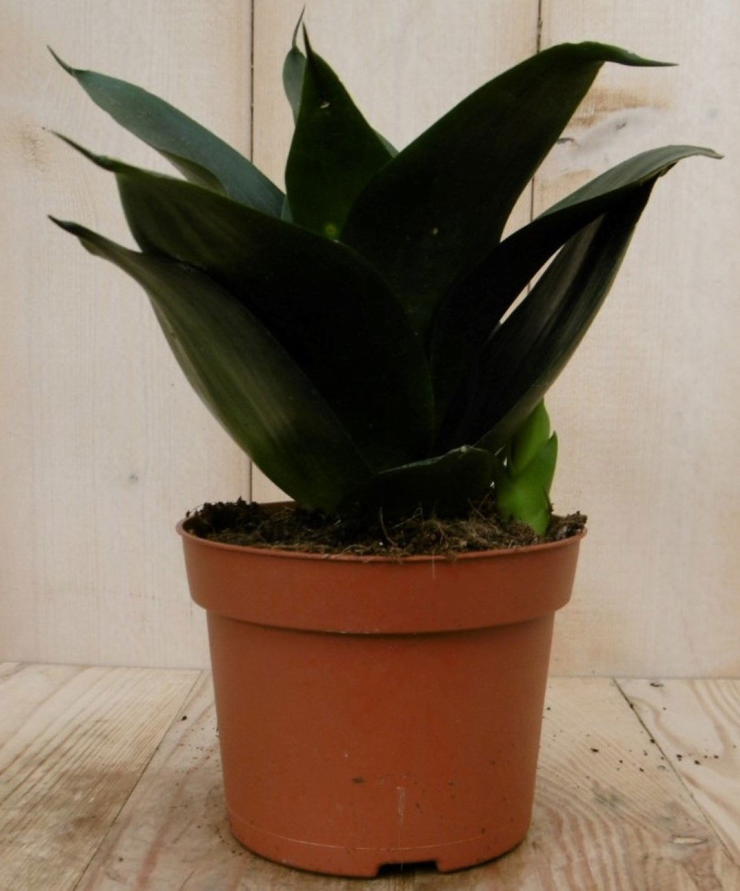 https://cdn.warentuin.nl/media/catalog/product/1/7/1728149900040443_2_warentuin_kamerplant_kamerplant_vrouwentong_sansevieria_donk_b4f3.jpg