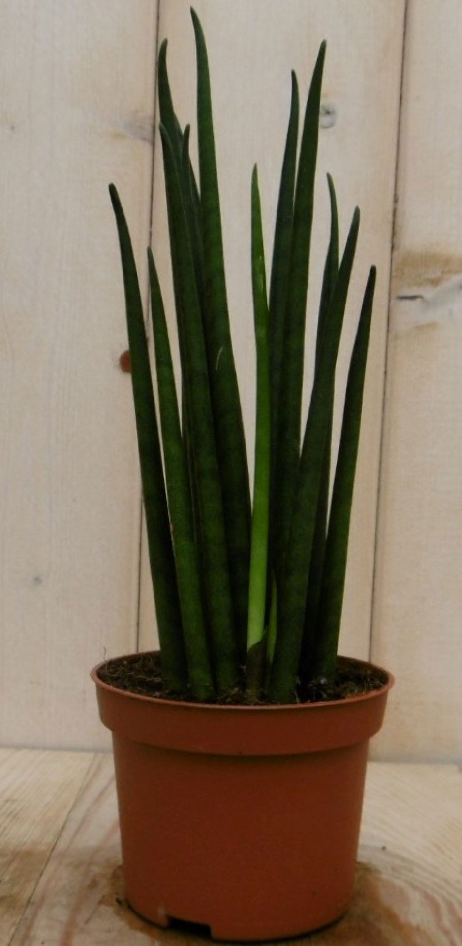 https://cdn.warentuin.nl/media/catalog/product/1/7/1728149900040444_2_warentuin_kamerplant_kamerplant_vrouwentong_sansevieria_30_c_a5a5.jpg