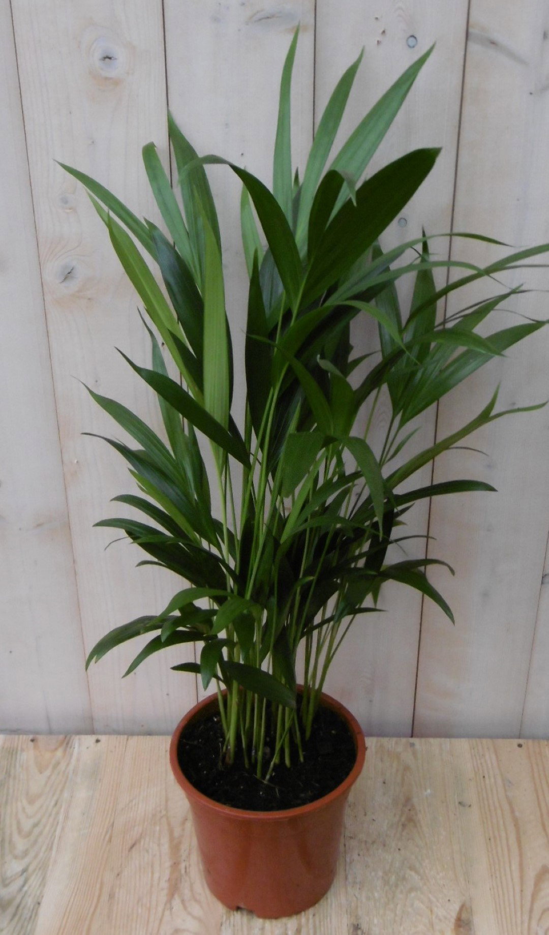 https://cdn.warentuin.nl/media/catalog/product/1/7/1728149900040482_2_warentuin_kamerplant_kamerplant_goudpalm_60_cm_1_1450.jpg