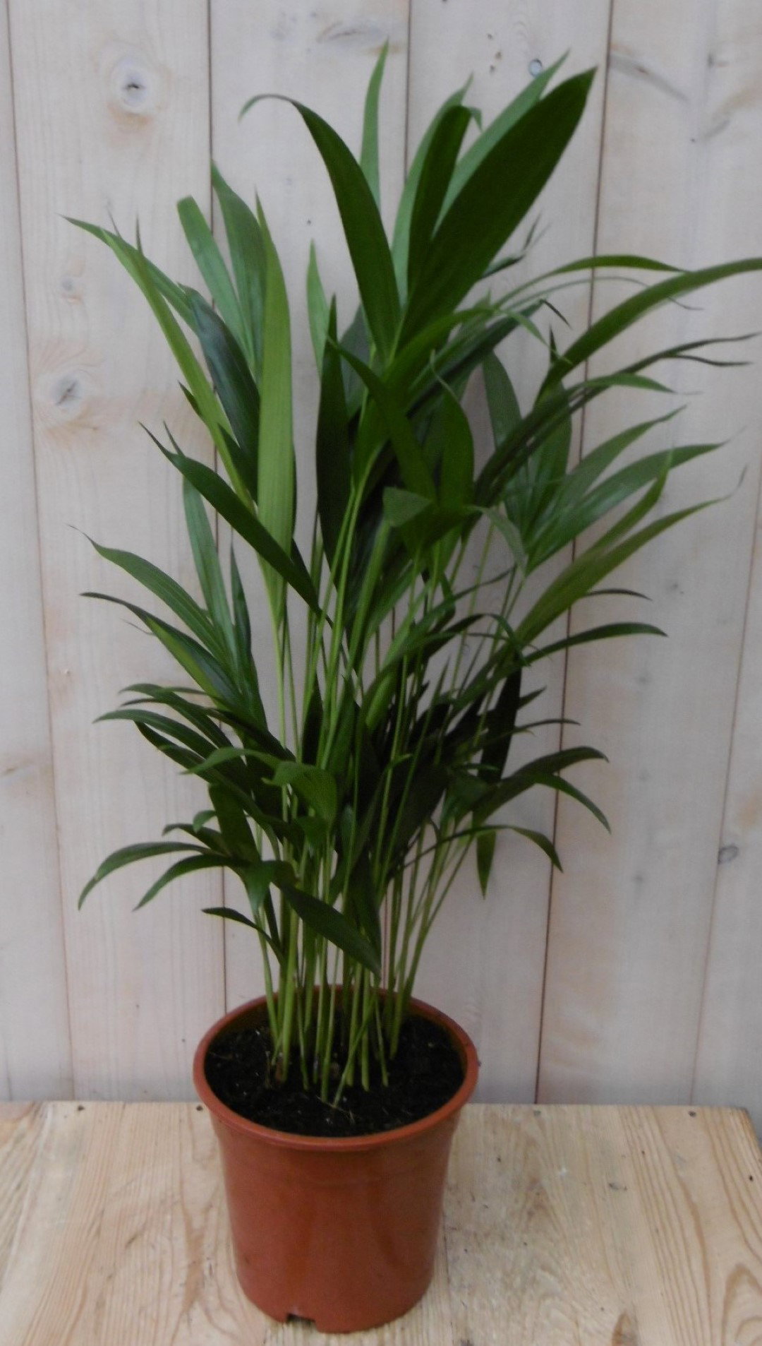 https://cdn.warentuin.nl/media/catalog/product/1/7/1728149900040482_warentuin_kamerplant_kamerplant_goudpalm_60_cm_1_90fc.jpg