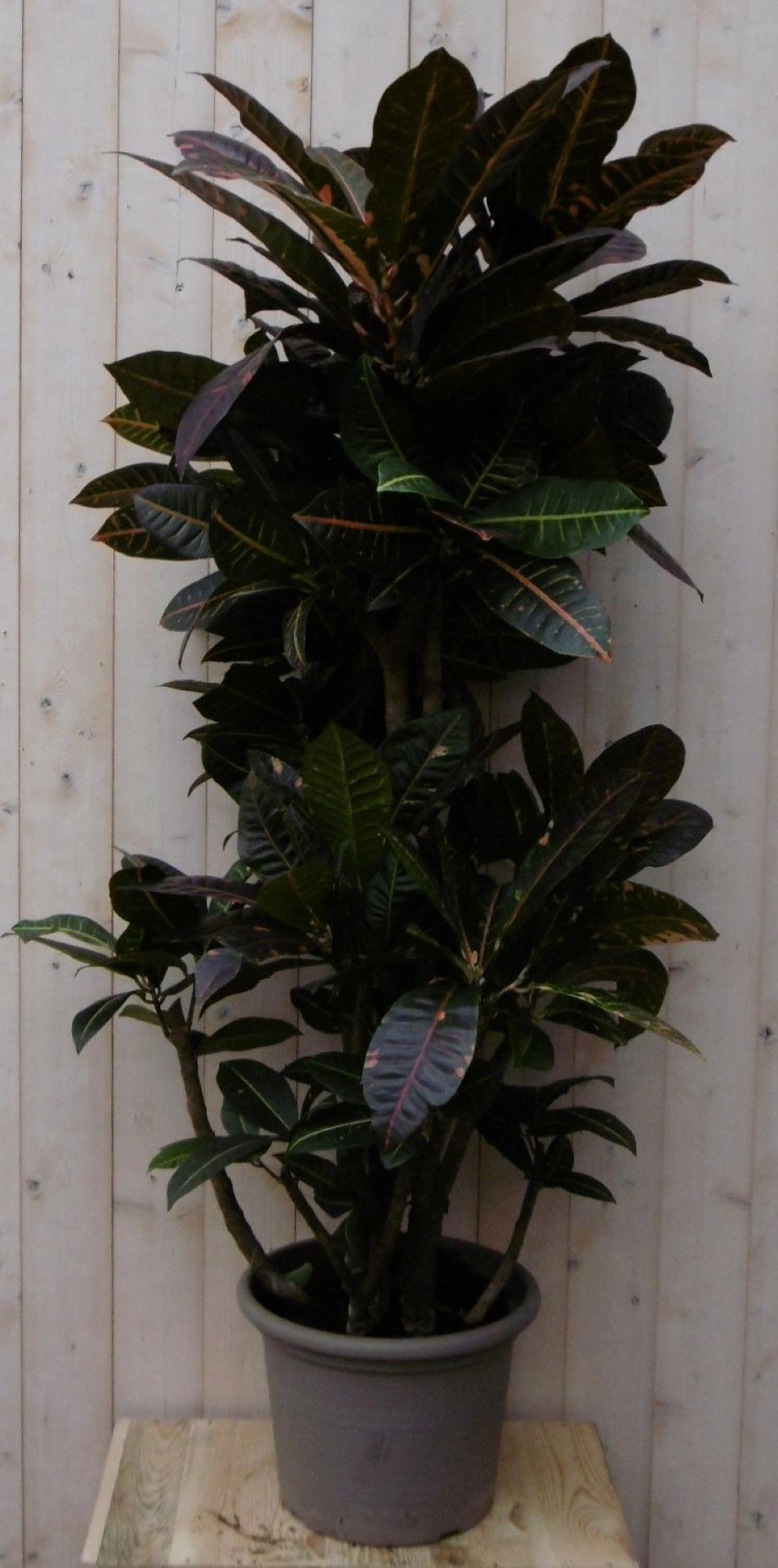 https://cdn.warentuin.nl/media/catalog/product/1/7/1728149900040483_2_warentuin_kamerplant_kamerplant_croton_130_cm_1_c43a.jpg