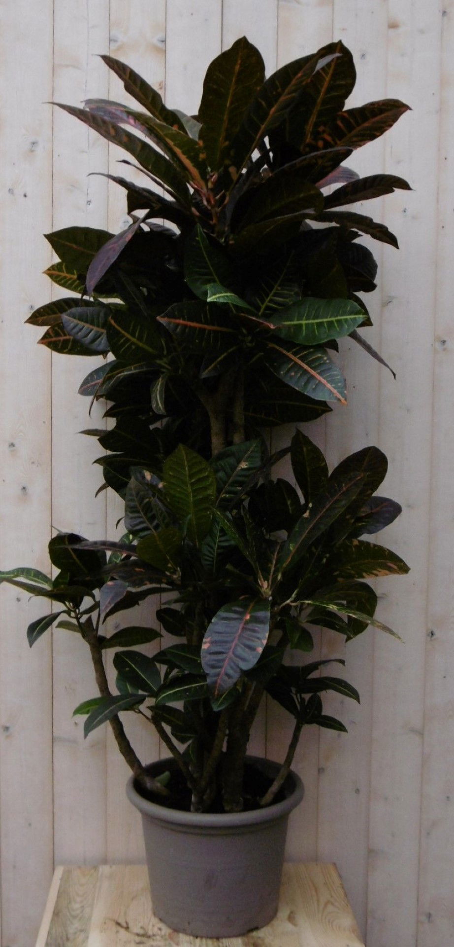 https://cdn.warentuin.nl/media/catalog/product/1/7/1728149900040483_warentuin_kamerplant_kamerplant_croton_130_cm_1_60b7.jpg