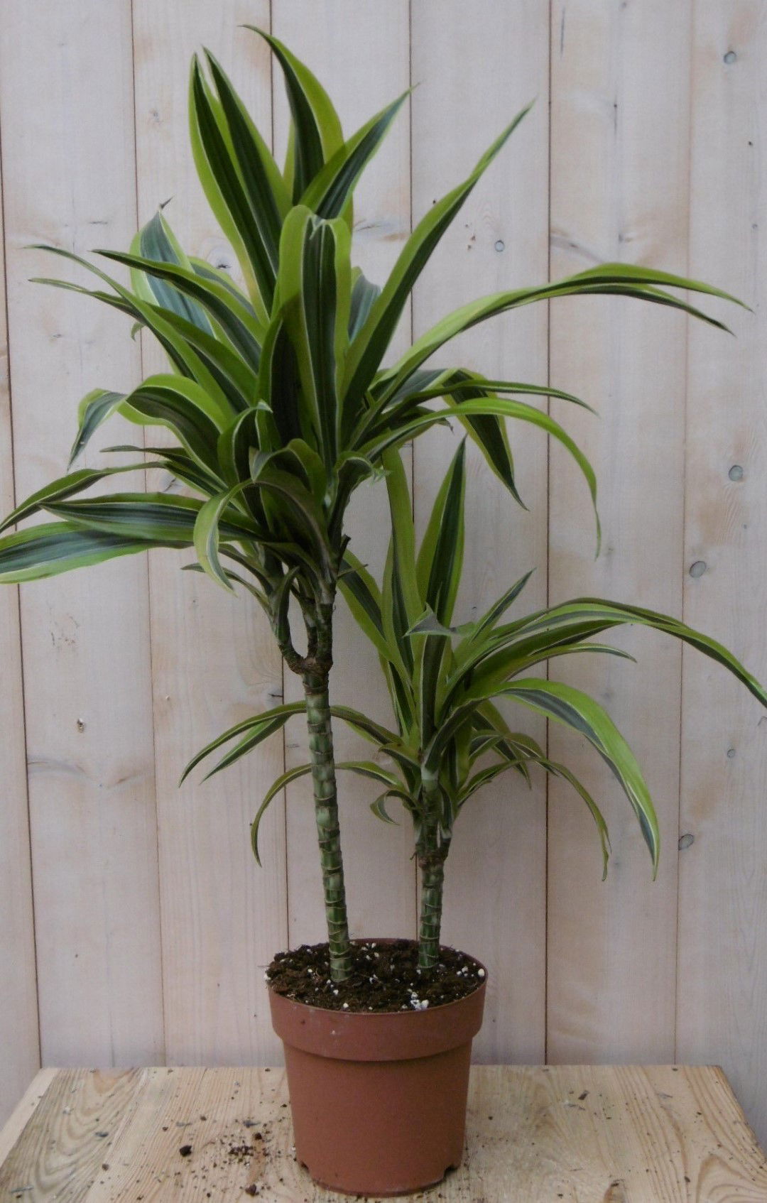 https://cdn.warentuin.nl/media/catalog/product/1/7/1728149900040484_2_warentuin_kamerplant_kamerplant_drakenbloedboom_bont_geel_60_7576.jpg