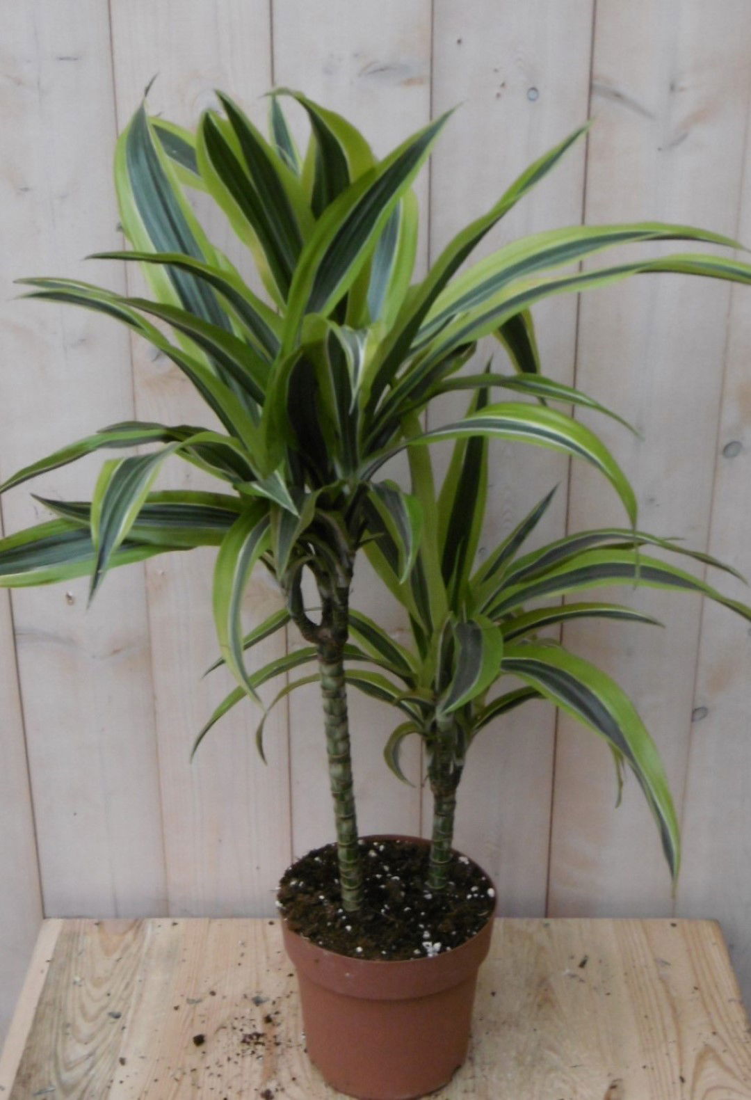 https://cdn.warentuin.nl/media/catalog/product/1/7/1728149900040484_warentuin_kamerplant_kamerplant_drakenbloedboom_bont_geel_60_c_cc44.jpg