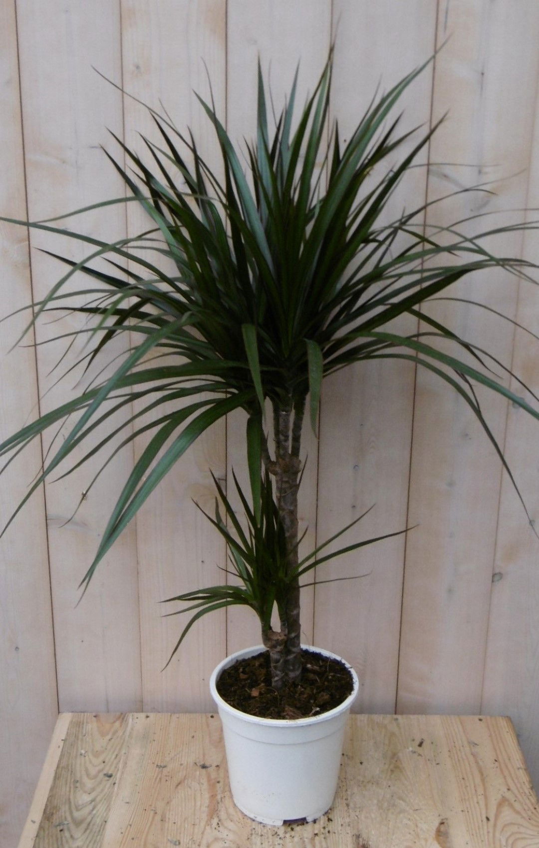 https://cdn.warentuin.nl/media/catalog/product/1/7/1728149900040486_2_warentuin_kamerplant_kamerplant_drakenbloedboom_marginata_60_2278.jpg
