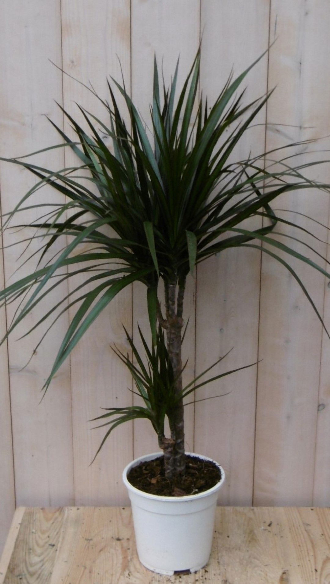 https://cdn.warentuin.nl/media/catalog/product/1/7/1728149900040486_warentuin_kamerplant_kamerplant_drakenbloedboom_marginata_60_c_8eff.jpg