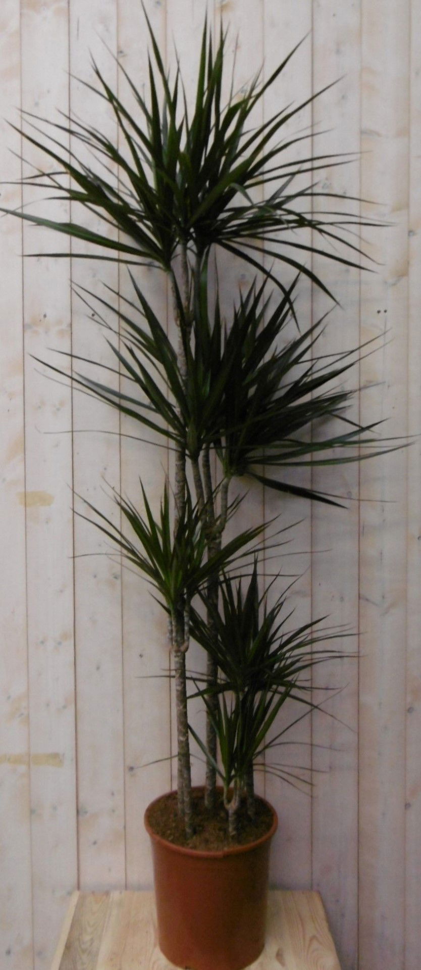 https://cdn.warentuin.nl/media/catalog/product/1/7/1728149900040487_2_warentuin_kamerplant_kamerplant_drakenbloedboom_marginata_16_24da.jpg