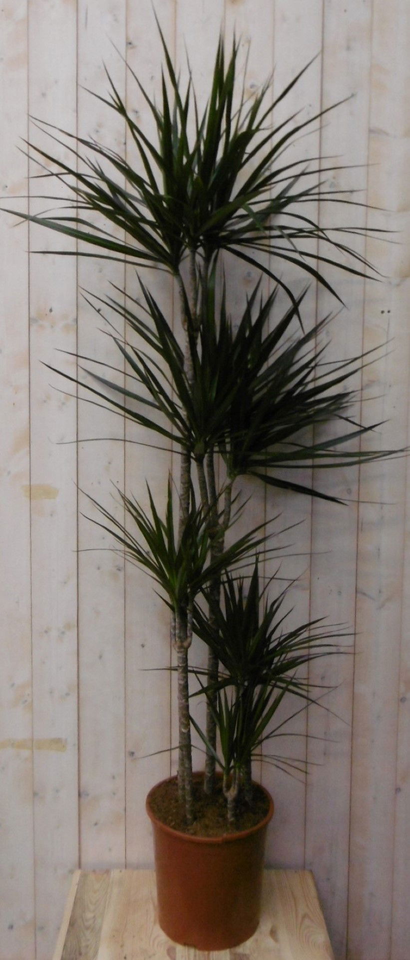 https://cdn.warentuin.nl/media/catalog/product/1/7/1728149900040487_warentuin_kamerplant_kamerplant_drakenbloedboom_marginata_160__a5a4.jpg