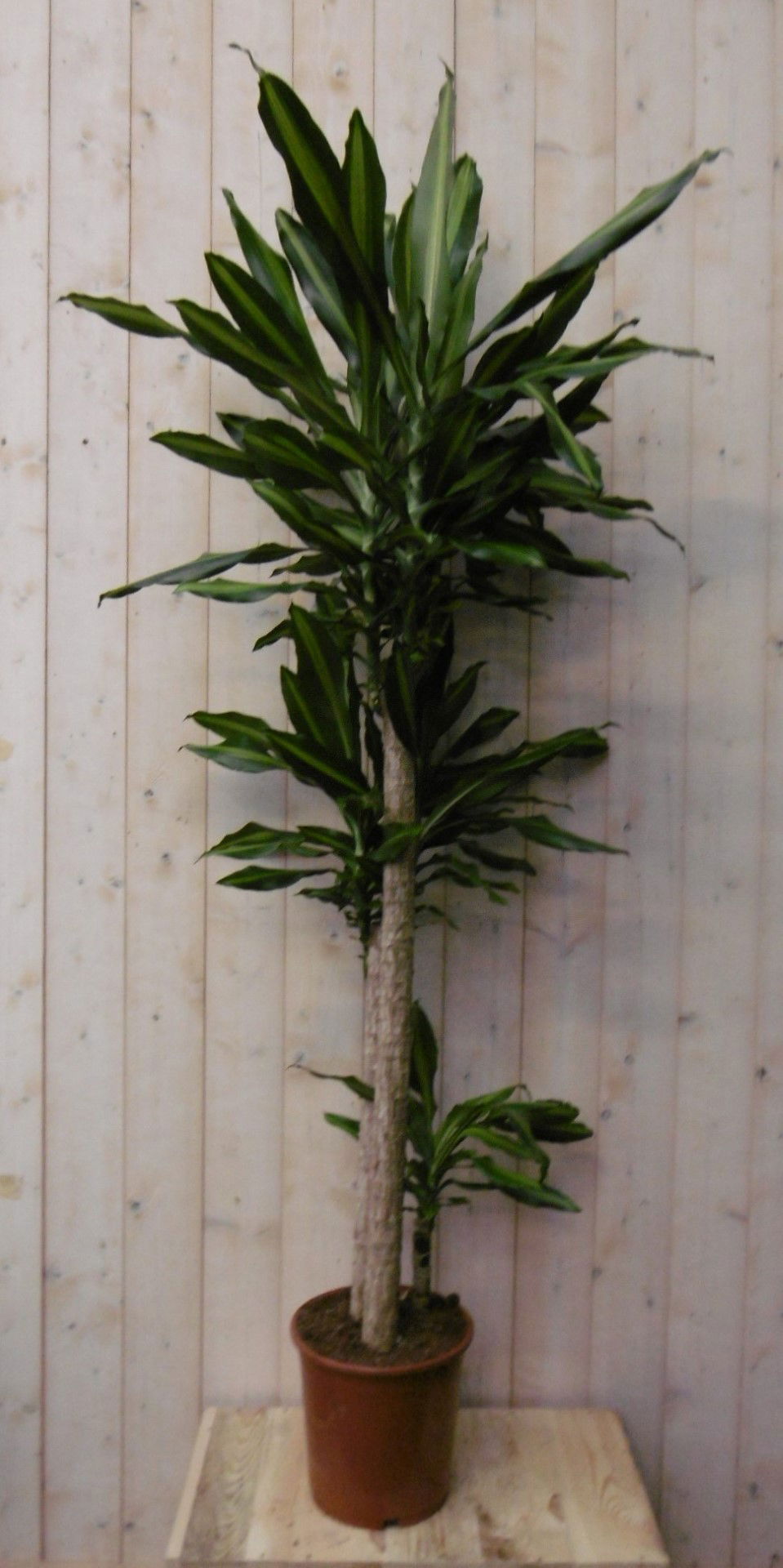 https://cdn.warentuin.nl/media/catalog/product/1/7/1728149900040489_2_warentuin_kamerplant_kamerplant_drakenbloedboom_massangeana__8451.jpg