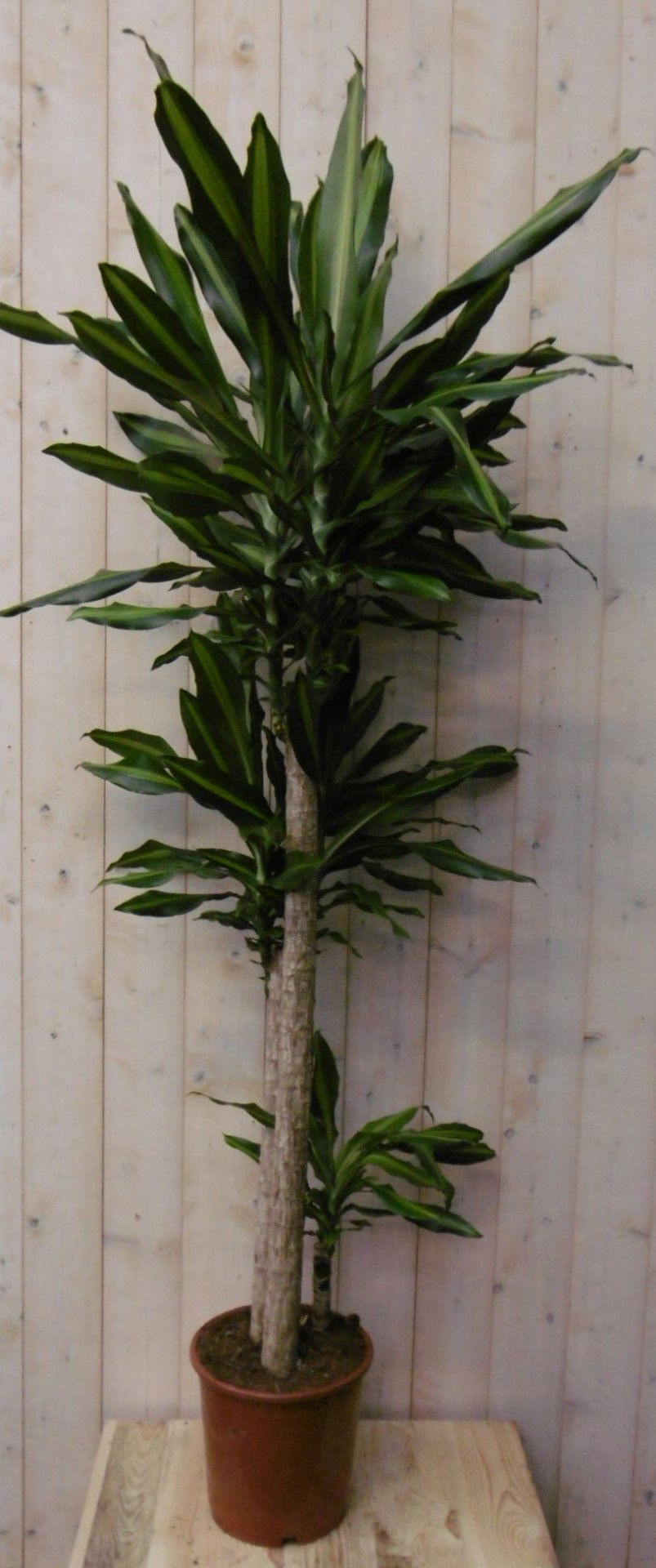 https://cdn.warentuin.nl/media/catalog/product/1/7/1728149900040489_warentuin_kamerplant_kamerplant_drakenbloedboom_massangeana_16_c9c4.jpg