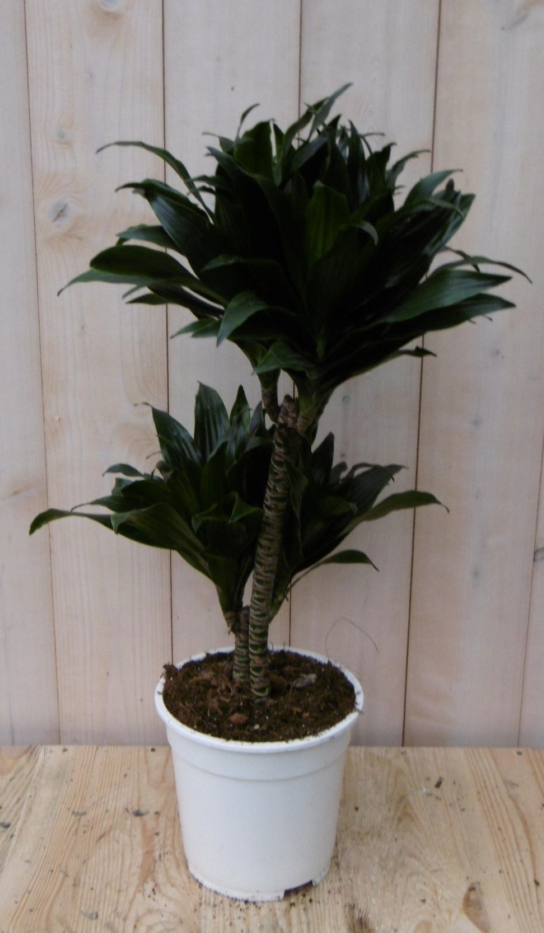 https://cdn.warentuin.nl/media/catalog/product/1/7/1728149900040490_2_warentuin_kamerplant_kamerplant_drakenbloedboom_compacta_60__57b0.jpg