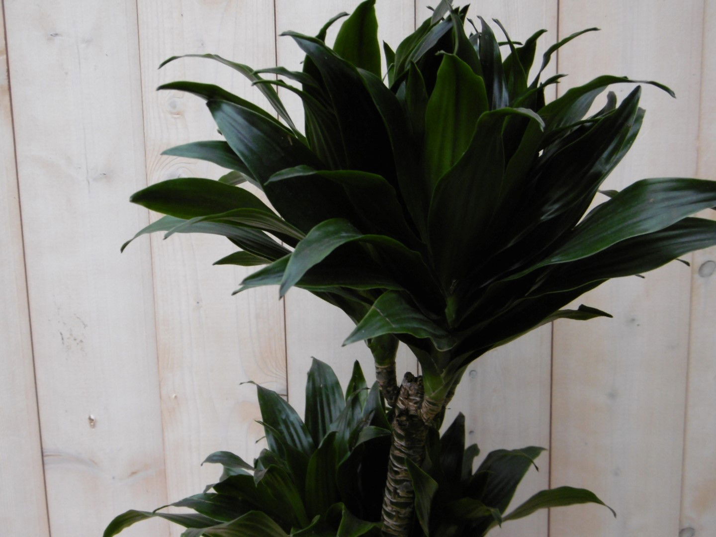 https://cdn.warentuin.nl/media/catalog/product/1/7/1728149900040490_3_warentuin_kamerplant_kamerplant_drakenbloedboom_compacta_60__ab83.jpg