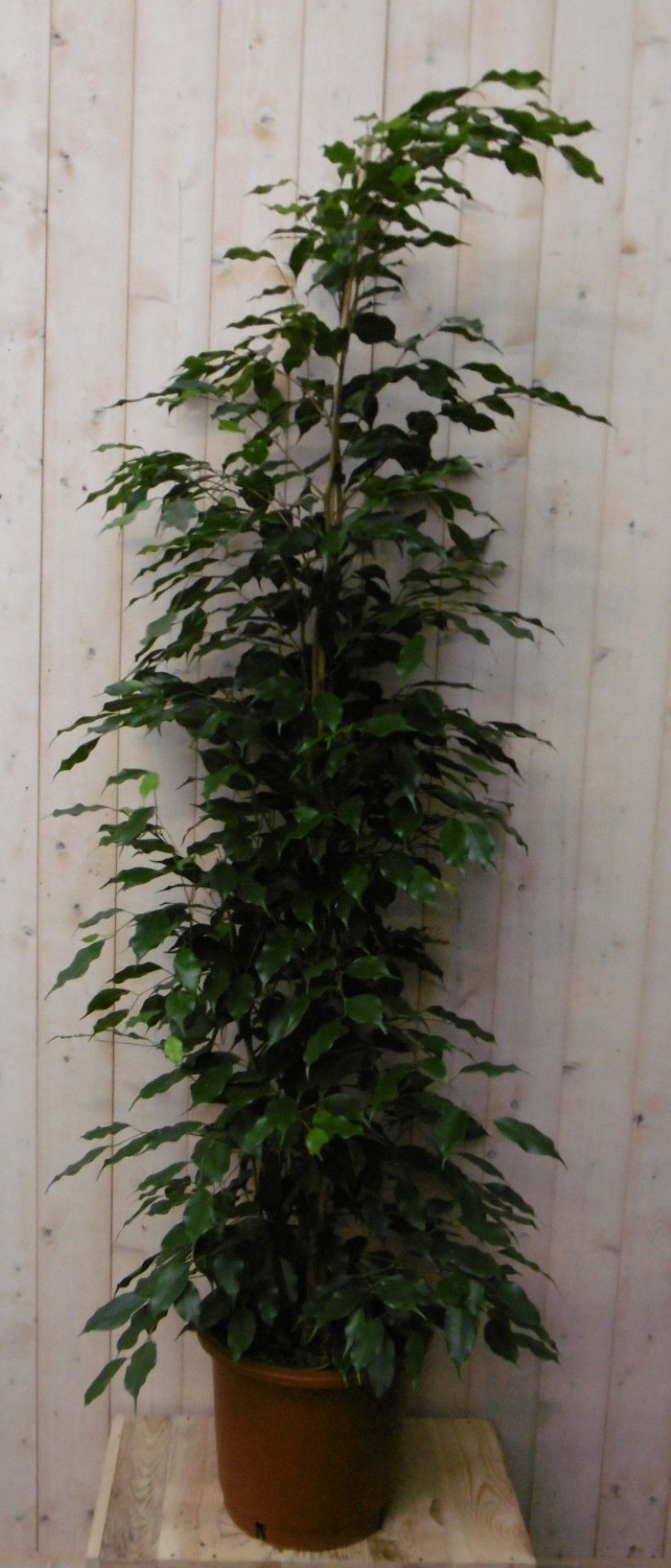 https://cdn.warentuin.nl/media/catalog/product/1/7/1728149900040492_warentuin_kamerplant_kamerplant_ficus_donkergroen_160_cm_1_af31.jpg