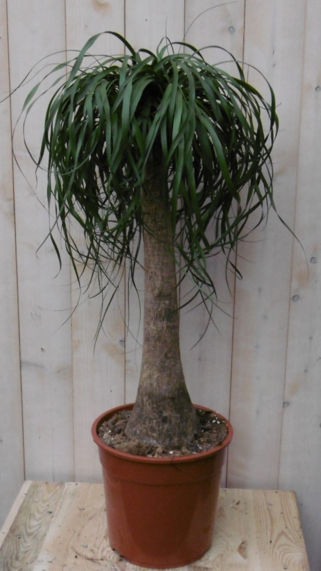 https://cdn.warentuin.nl/media/catalog/product/1/7/1728149900040493_warentuin_kamerplant_kamerplant_olifantspoot_100_cm_1_155f.jpg
