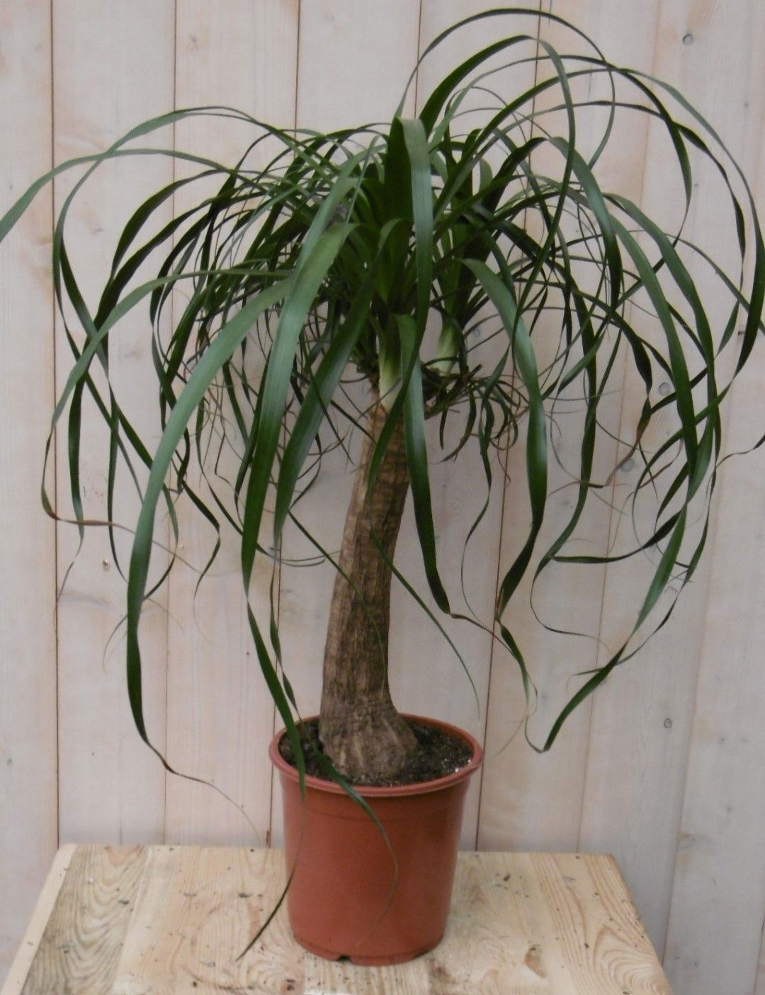 https://cdn.warentuin.nl/media/catalog/product/1/7/1728149900040494_2_warentuin_kamerplant_kamerplant_olifantspoot_60_cm_1_ec02.jpg