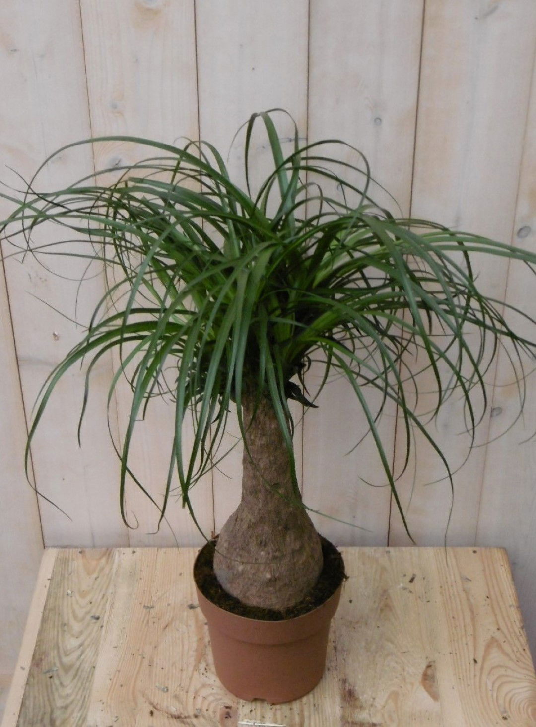 https://cdn.warentuin.nl/media/catalog/product/1/7/1728149900040494_warentuin_kamerplant_kamerplant_olifantspoot_60_cm_1_2035.jpg