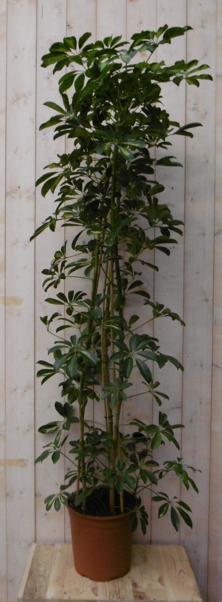 https://cdn.warentuin.nl/media/catalog/product/1/7/1728149900040495_2_warentuin_kamerplant_kamerplant_vingersboom_bont_160_cm_1_8f9f.jpg