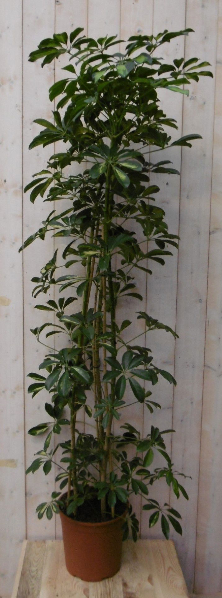 https://cdn.warentuin.nl/media/catalog/product/1/7/1728149900040495_warentuin_kamerplant_kamerplant_vingersboom_bont_160_cm_1_dfb5.jpg