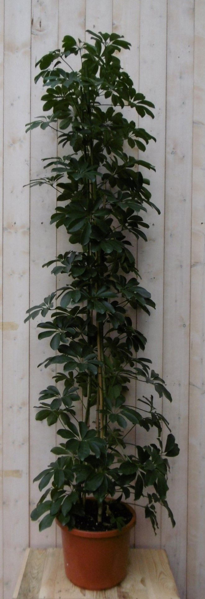 https://cdn.warentuin.nl/media/catalog/product/1/7/1728149900040496_2_warentuin_kamerplant_kamerplant_vingersboom_donkergroen_160__e070.jpg