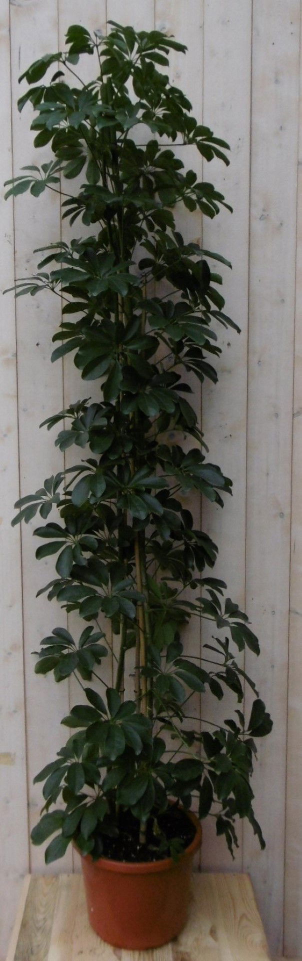 https://cdn.warentuin.nl/media/catalog/product/1/7/1728149900040496_warentuin_kamerplant_kamerplant_vingersboom_donkergroen_160_cm_0440.jpg