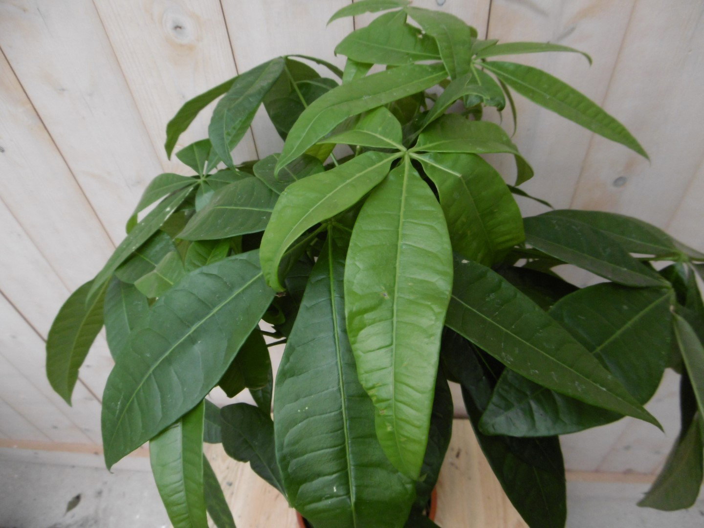 https://cdn.warentuin.nl/media/catalog/product/1/7/1728149900040497_2_warentuin_kamerplant_kamerplant_geldboom_op_gevlochten_stam__13d9.jpg