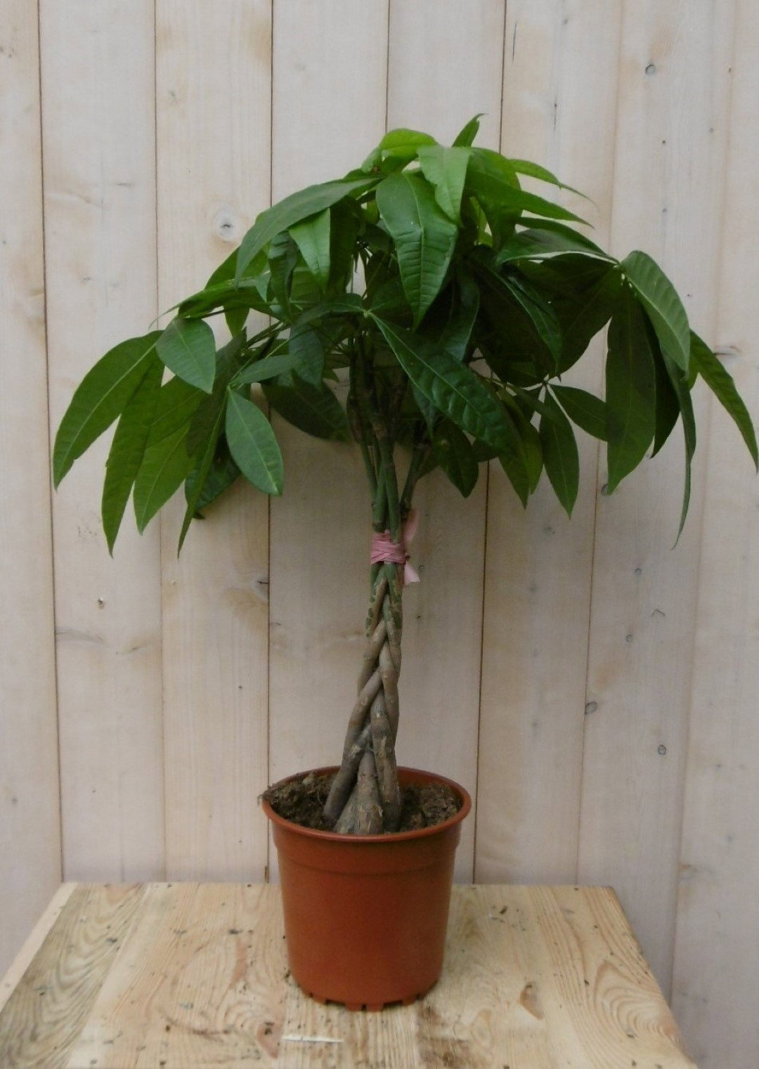 https://cdn.warentuin.nl/media/catalog/product/1/7/1728149900040497_warentuin_kamerplant_kamerplant_geldboom_op_gevlochten_stam_60_ebd8.jpg