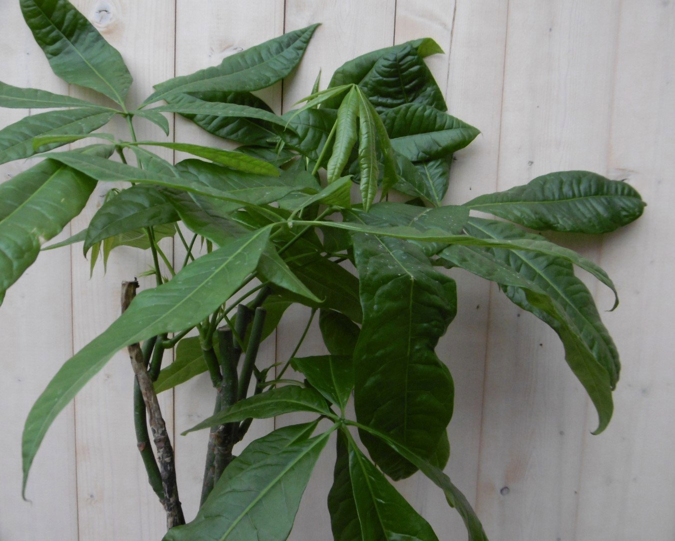 https://cdn.warentuin.nl/media/catalog/product/1/7/1728149900040498_2_warentuin_kamerplant_kamerplant_geldboom_op_gevlochten_stam__afcd.jpg