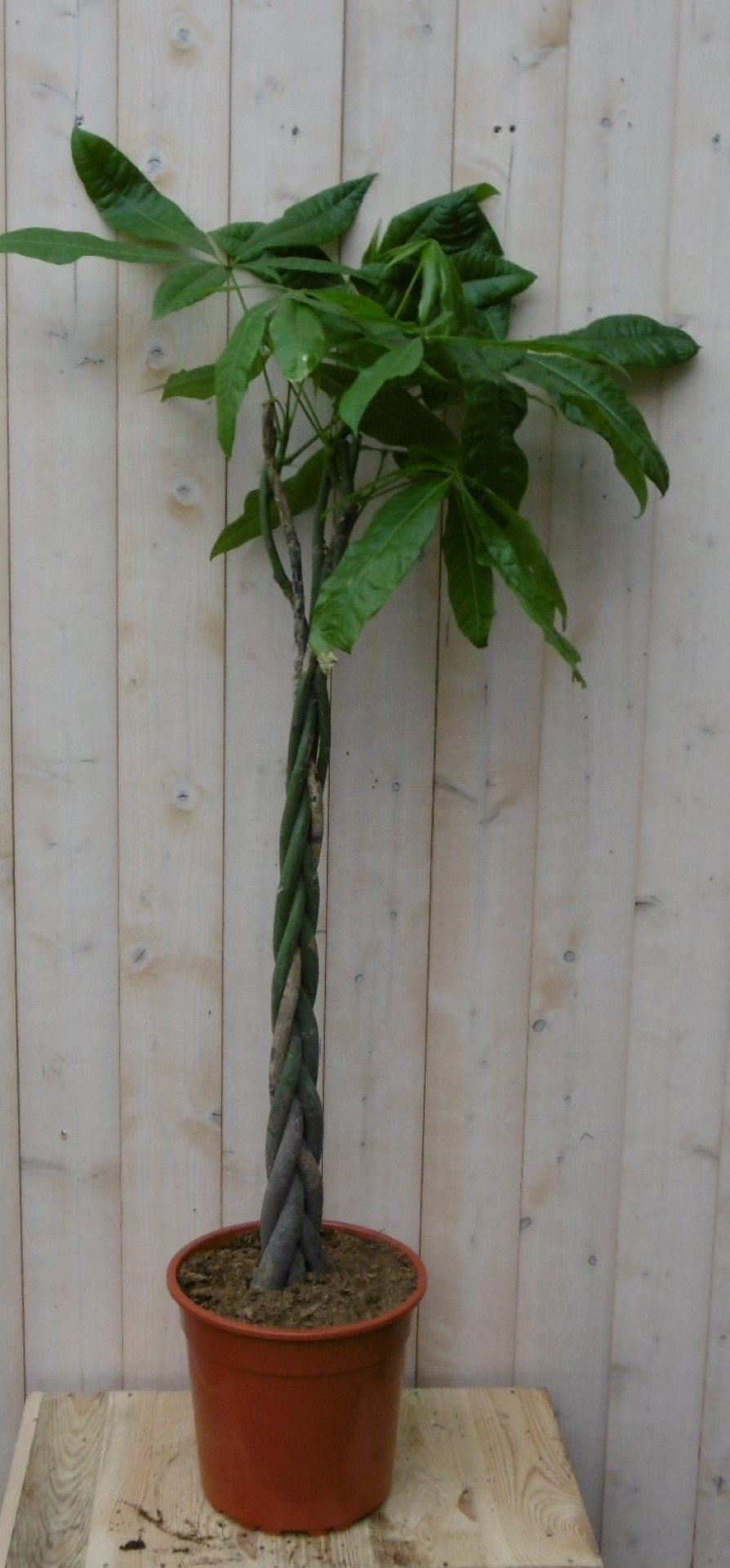 https://cdn.warentuin.nl/media/catalog/product/1/7/1728149900040498_warentuin_kamerplant_kamerplant_geldboom_op_gevlochten_stam_13_15c0.jpg