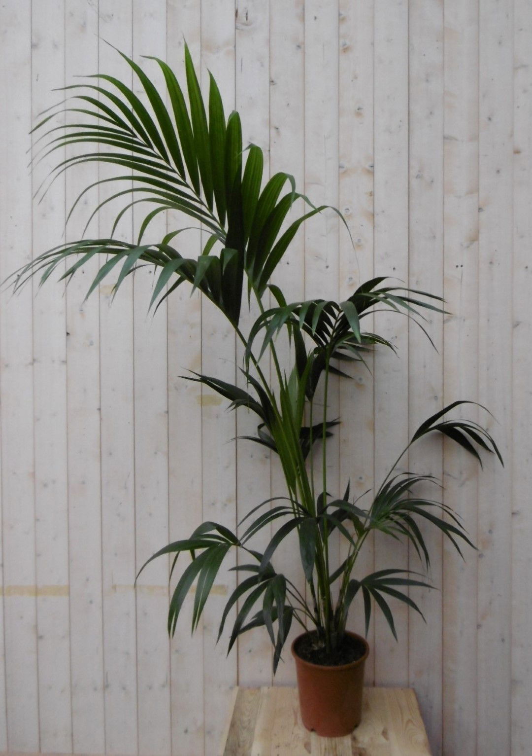 https://cdn.warentuin.nl/media/catalog/product/1/7/1728149900040499_2_warentuin_kamerplant_kamerplant_kentiapalm_160_cm_1_4301.jpg