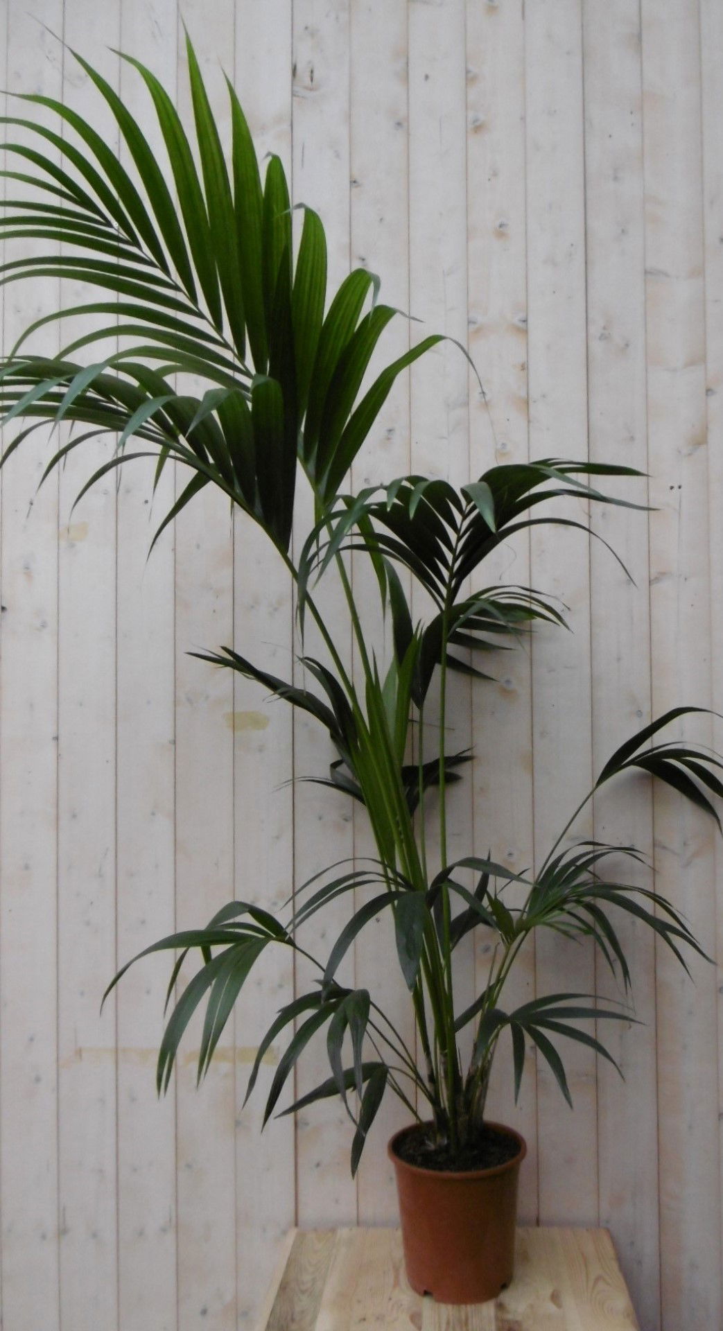 https://cdn.warentuin.nl/media/catalog/product/1/7/1728149900040499_warentuin_kamerplant_kamerplant_kentiapalm_160_cm_1_be09.jpg