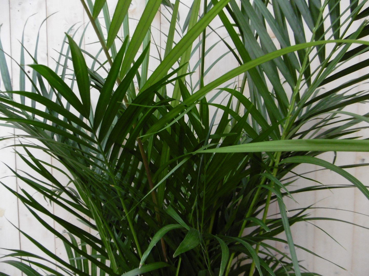 https://cdn.warentuin.nl/media/catalog/product/1/7/1728149900040500_2_warentuin_kamerplant_kamerplant_arekapalm_160_cm_1_3289.jpg