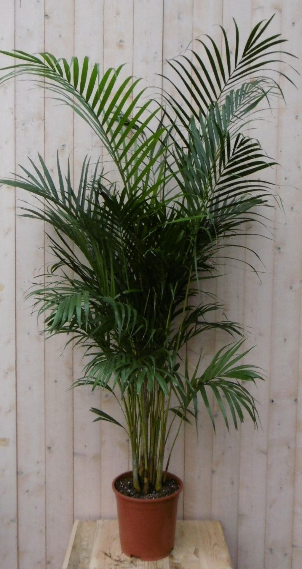 https://cdn.warentuin.nl/media/catalog/product/1/7/1728149900040500_warentuin_kamerplant_kamerplant_arekapalm_160_cm_1_5ef7.jpg