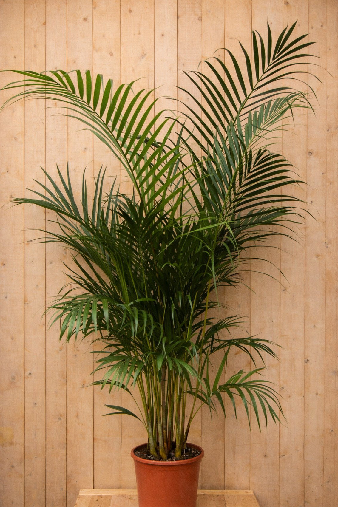 https://cdn.warentuin.nl/media/catalog/product/1/7/1728149900040500_warentuin_kamerplant_kamerplant_arekapalm_160_cm_cd00.jpg