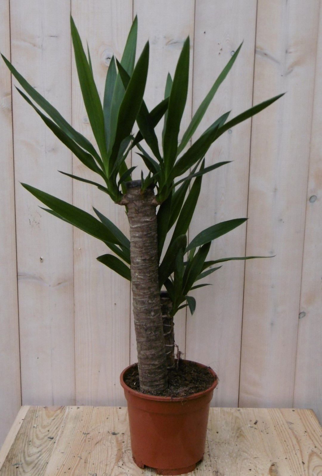 https://cdn.warentuin.nl/media/catalog/product/1/7/1728149900040502_warentuin_kamerplant_kamerplant_palmlelie_60_cm_1_d8a2.jpg
