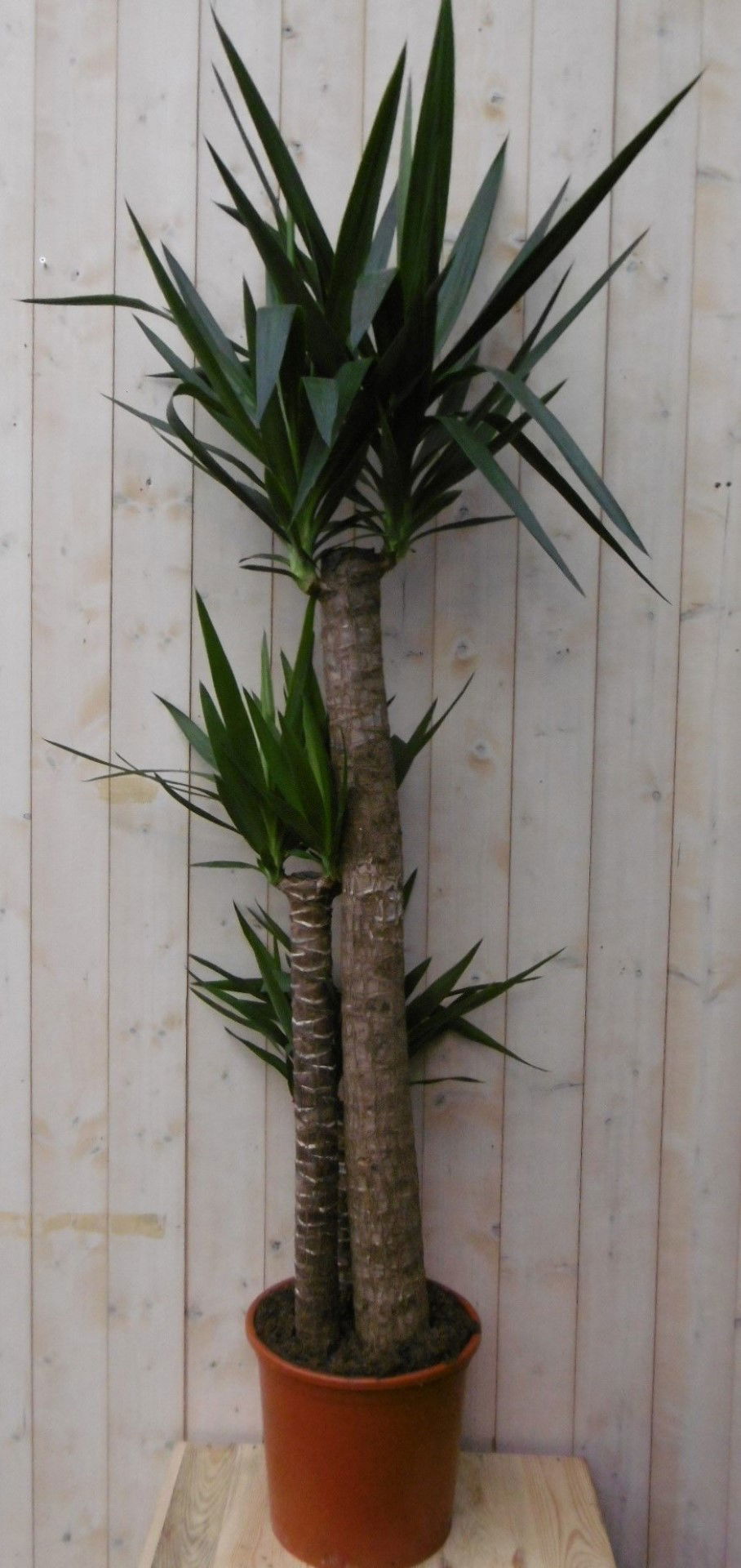 https://cdn.warentuin.nl/media/catalog/product/1/7/1728149900040503_2_warentuin_kamerplant_kamerplant_palmlelie_160_cm_1_5a04.jpg