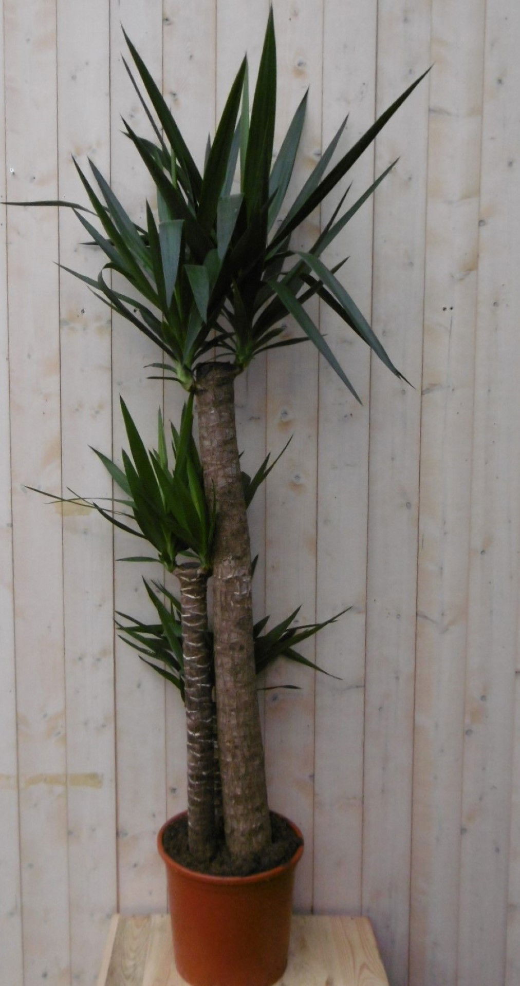 https://cdn.warentuin.nl/media/catalog/product/1/7/1728149900040503_warentuin_kamerplant_kamerplant_palmlelie_160_cm_1_579d.jpg