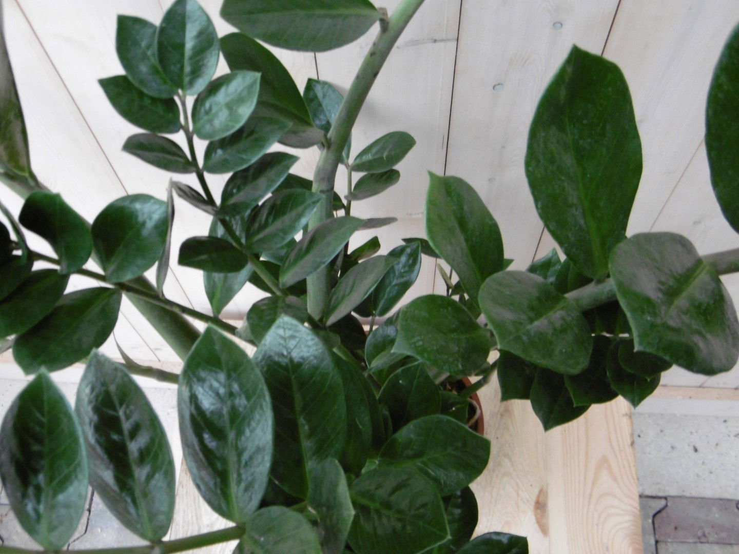 https://cdn.warentuin.nl/media/catalog/product/1/7/1728149900040504_2_warentuin_kamerplant_kamerplant_zamioculcas_100_cm_1_2609.jpg