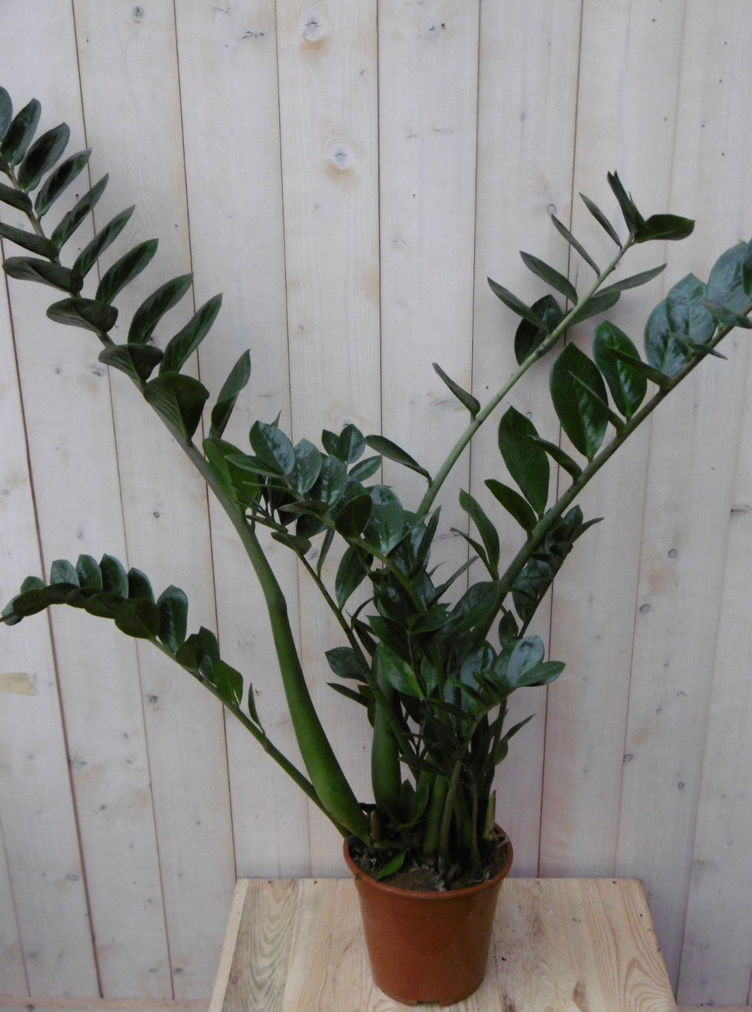 https://cdn.warentuin.nl/media/catalog/product/1/7/1728149900040504_warentuin_kamerplant_kamerplant_zamioculcas_100_cm_1_708d.jpg