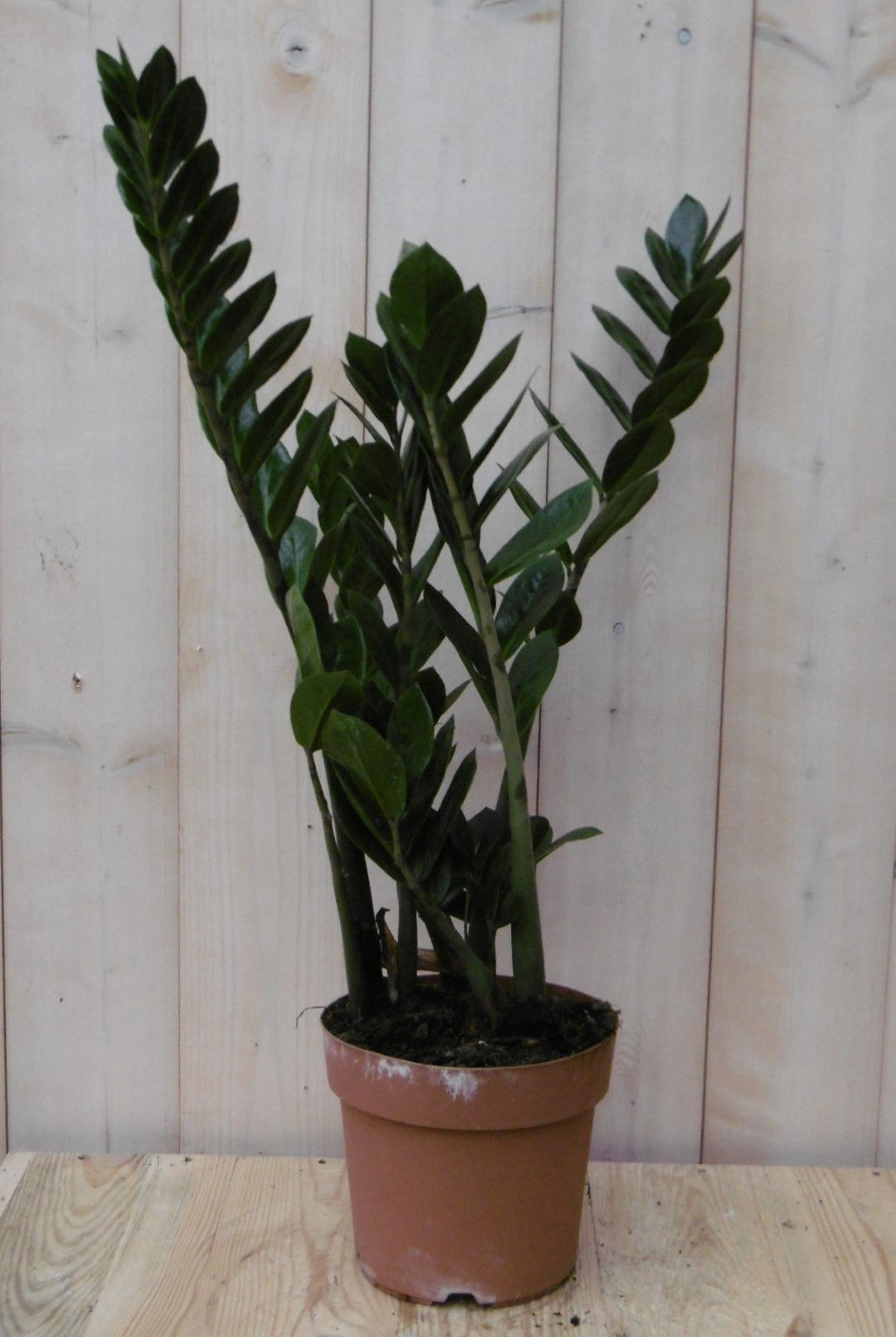 https://cdn.warentuin.nl/media/catalog/product/1/7/1728149900040505_2_warentuin_kamerplant_kamerplant_zamioculcas_60_cm_1_6124.jpg
