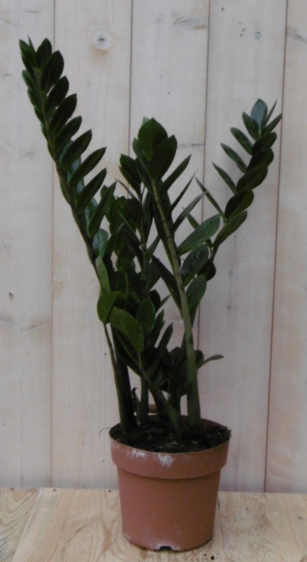 https://cdn.warentuin.nl/media/catalog/product/1/7/1728149900040505_warentuin_kamerplant_kamerplant_zamioculcas_60_cm_1_8635.jpg