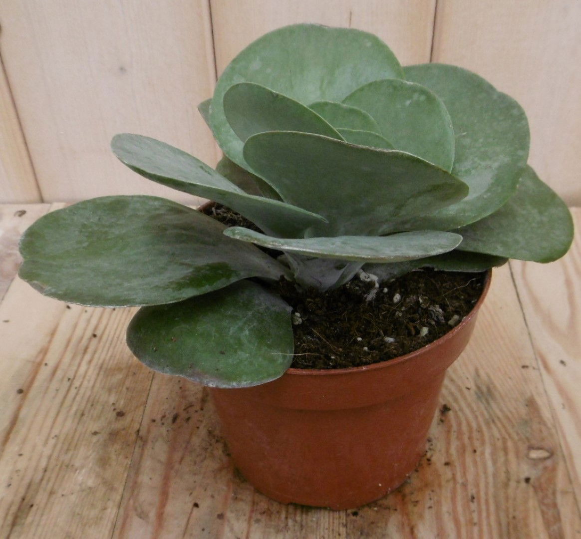 https://cdn.warentuin.nl/media/catalog/product/1/7/1728149900040532_2_eden_collection_kamerplant_kamerplant_kalanchoe_thyrsiflora_8c83.jpg