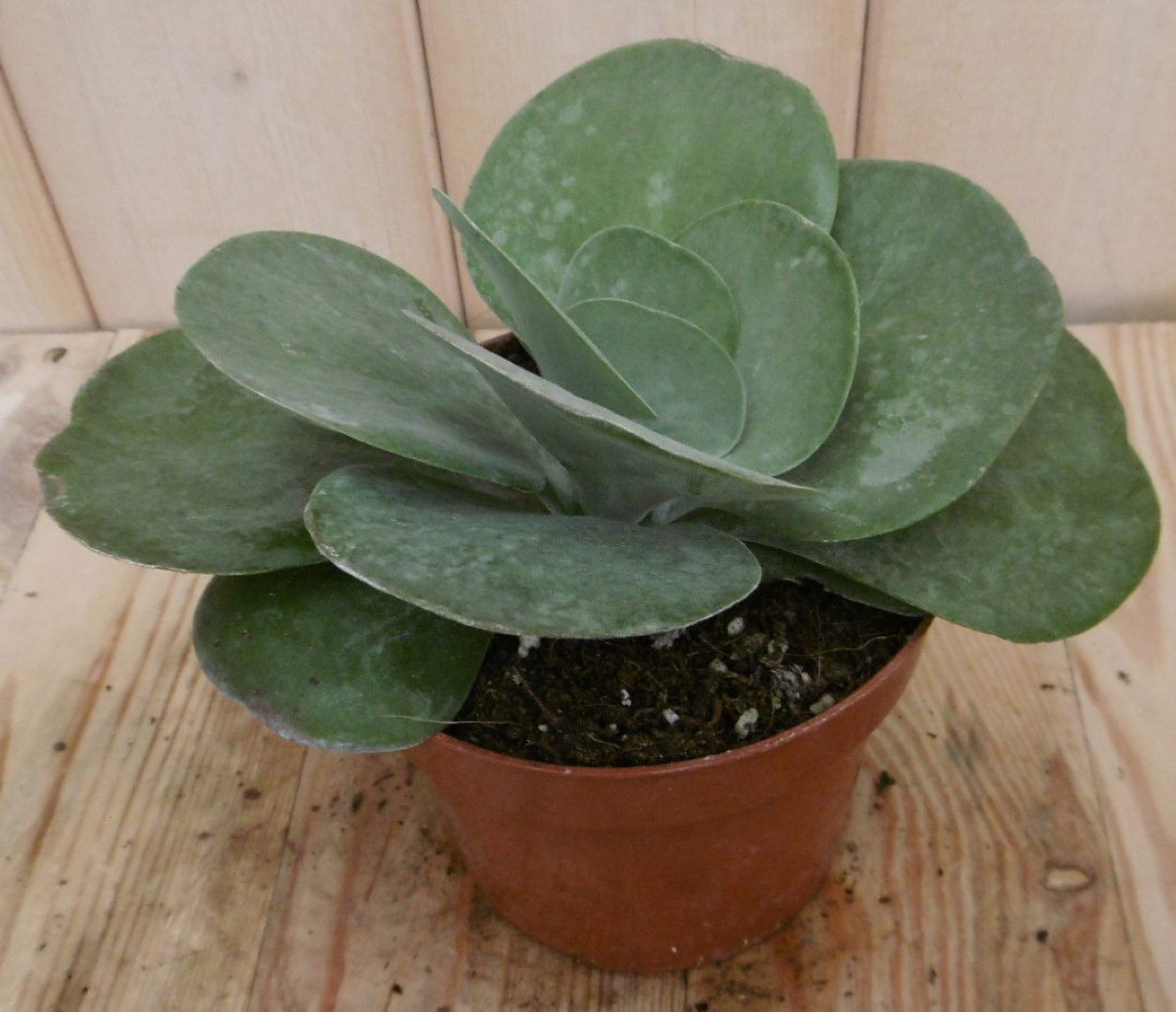 https://cdn.warentuin.nl/media/catalog/product/1/7/1728149900040532_eden_collection_kamerplant_kamerplant_kalanchoe_thyrsiflora_fe36.jpg