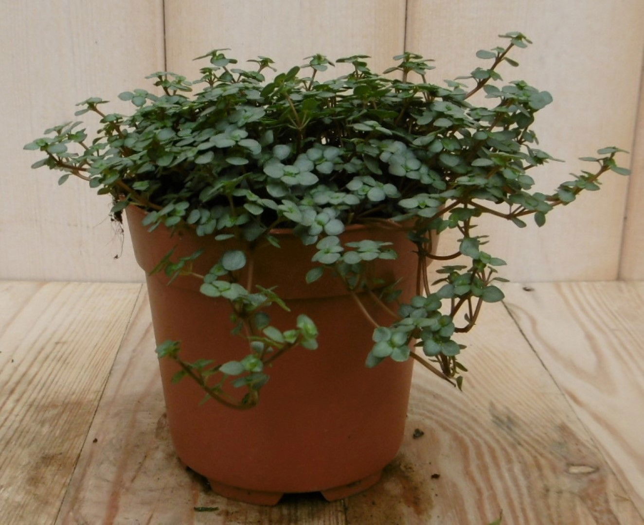 https://cdn.warentuin.nl/media/catalog/product/1/7/1728149900040533_2_eden_collection_kamerplant_kamerplant_chique_pilea_glauca_b96b.jpg