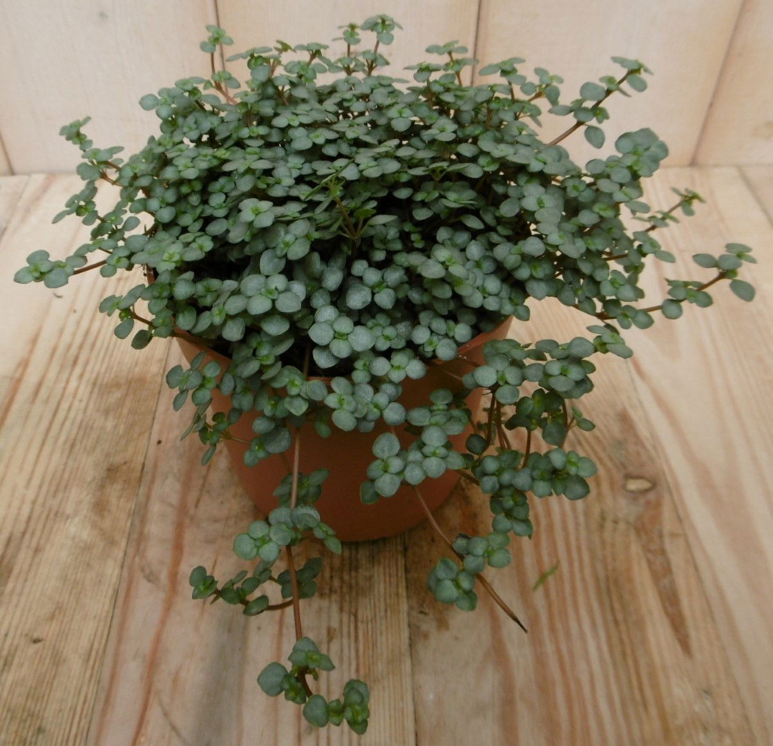 https://cdn.warentuin.nl/media/catalog/product/1/7/1728149900040533_eden_collection_kamerplant_kamerplant_chique_pilea_glauca_d98b.jpg