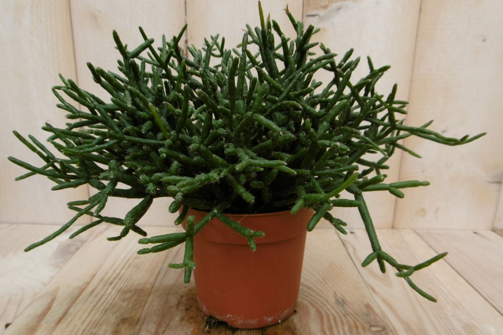 https://cdn.warentuin.nl/media/catalog/product/1/7/1728149900040534_2_eden_collection_kamerplant_kamerplant_coral_nature_rhipsalis_e1e8.jpg