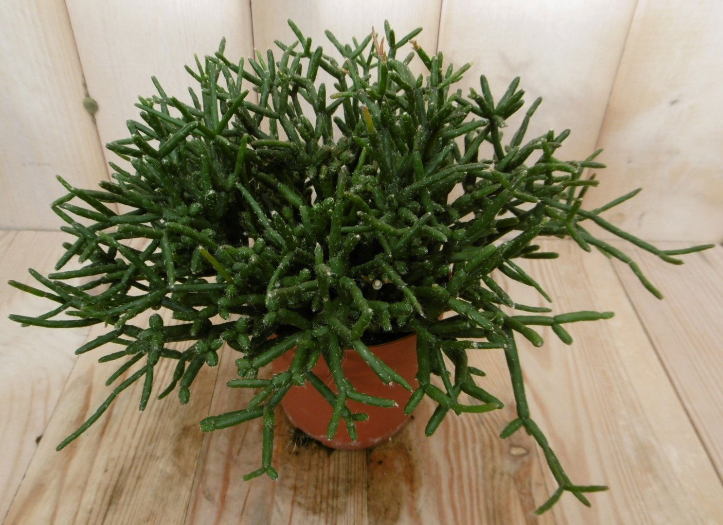 https://cdn.warentuin.nl/media/catalog/product/1/7/1728149900040534_eden_collection_kamerplant_kamerplant_coral_nature_rhipsalis_b_9796.jpg