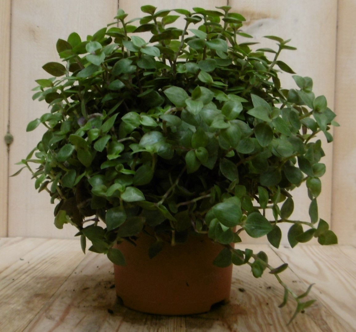 https://cdn.warentuin.nl/media/catalog/product/1/7/1728149900040535_2_eden_collection_kamerplant_kamerplant_eden_elegance_callisia_0e4d.jpg
