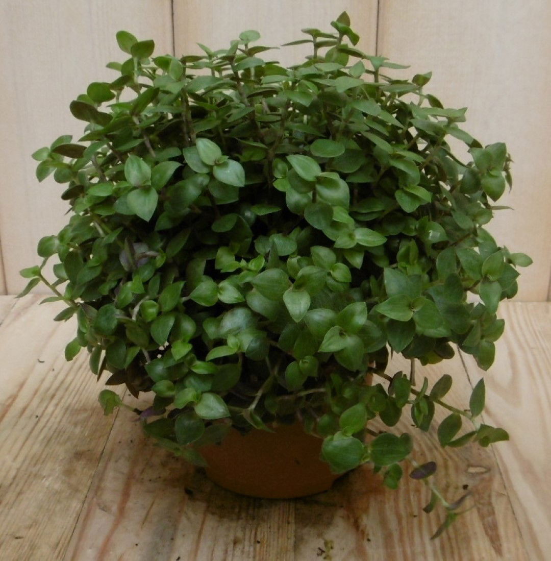 https://cdn.warentuin.nl/media/catalog/product/1/7/1728149900040535_eden_collection_kamerplant_kamerplant_eden_elegance_callisia_t_ff43.jpg