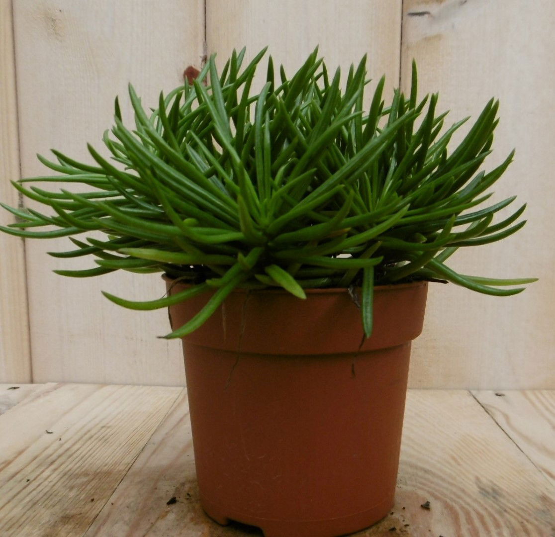 https://cdn.warentuin.nl/media/catalog/product/1/7/1728149900040536_2_eden_collection_kamerplant_kamerplant_himalaya_highlands_sen_0478.jpg