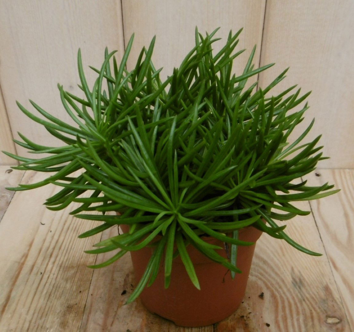 https://cdn.warentuin.nl/media/catalog/product/1/7/1728149900040536_eden_collection_kamerplant_kamerplant_himalaya_highlands_senec_e28b.jpg
